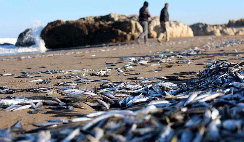 Δεν είναι αστείο – Στον Πόντο βγήκαν τα ψάρια στη στεριά!